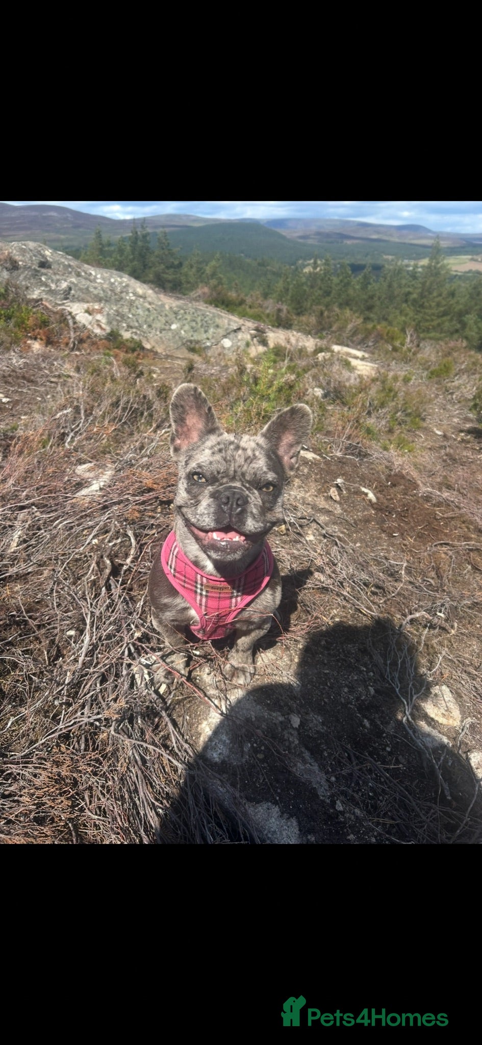 French Bulldog dogs Looking for loving home for 10 month old Frenchie  - Advert 4