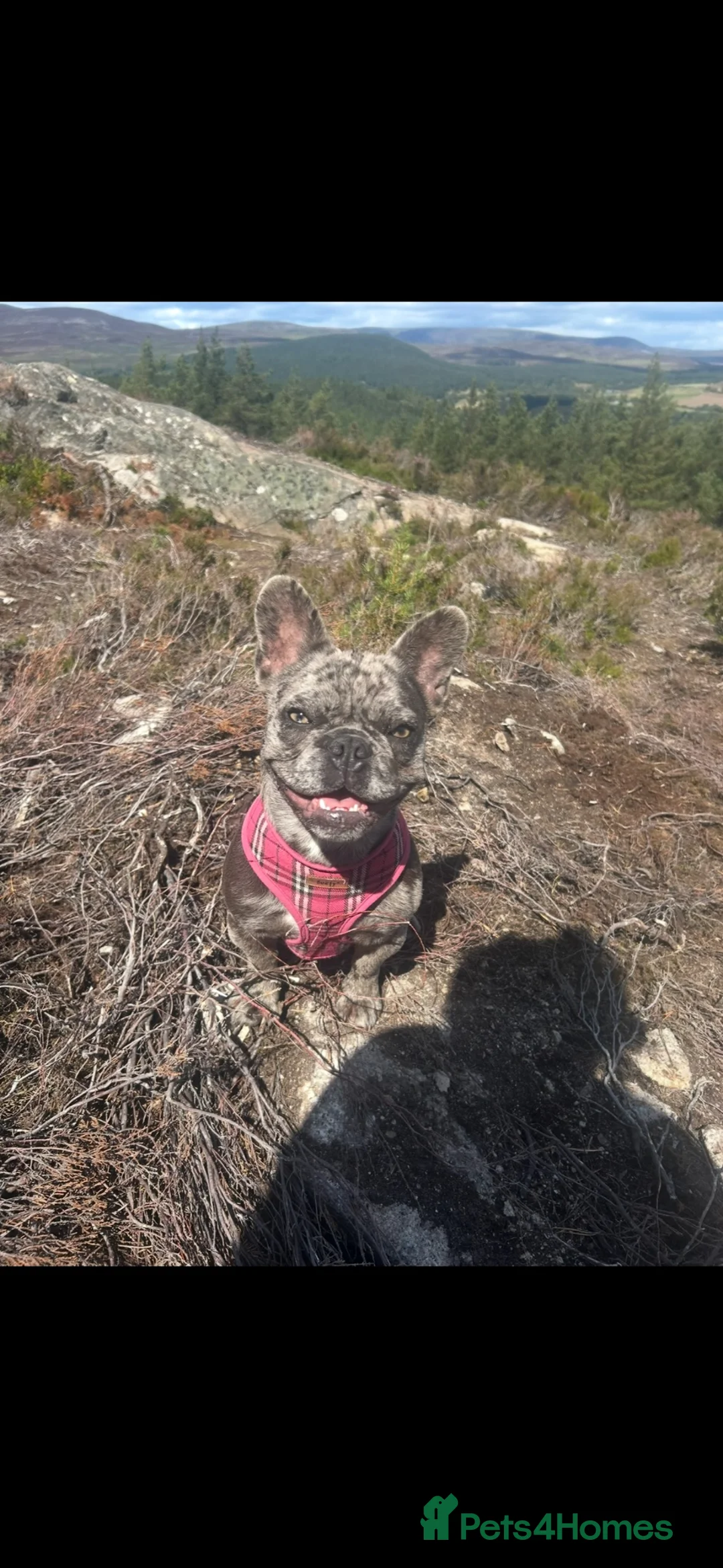 French Bulldog dogs for sale: Looking for loving home for 10 month old Frenchie  in Macduff - Advert 1