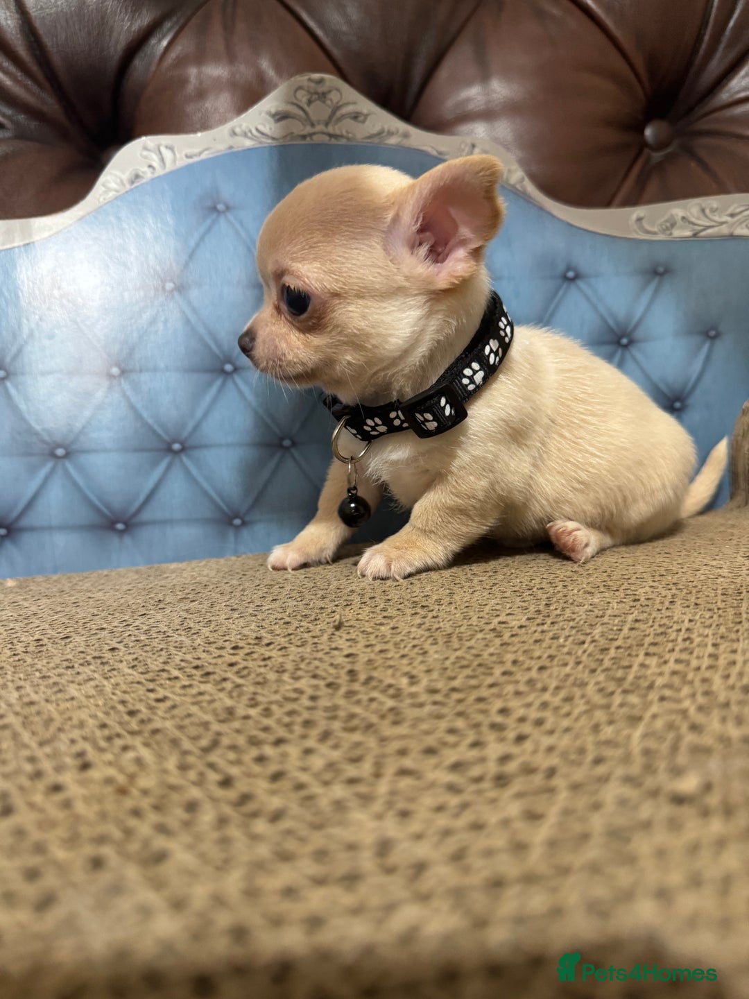 Chihuahua dogs for sale: Lilac tricolour chihuahua puppies - Image 15
