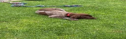 German Shorthaired Pointer dogs for sale: German Shorthaired Pointer Puppies  - Advert 11