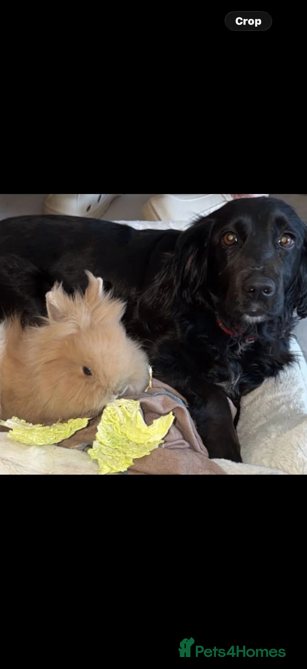 Netherland Dwarf rabbits for sale: Teddy Dwerg Rabbit  - Advert 2