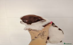 Chihuahua dogs for sale: Kc registered chihuahua boys - Image 5