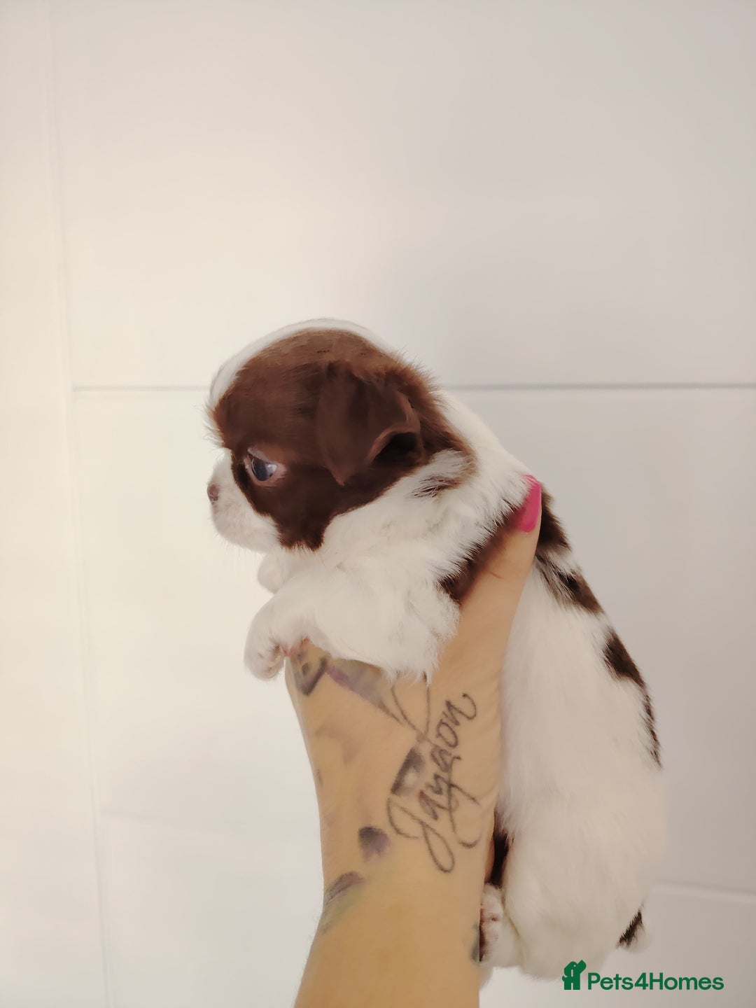 Chihuahua dogs for sale: Kc registered chihuahua boys - Image 5