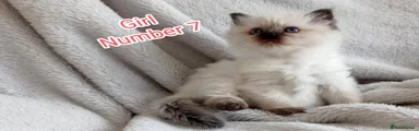 Ragdoll Kitten 7