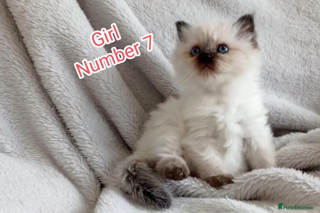 Ragdoll cats for sale: Ragdoll Kitten Boys and Girls  - Advert 27