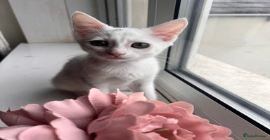 Turkish Van cats - Advert 1