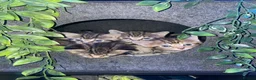 Mixed Breed cats for sale: Tabby/Tortoiseshell/Cross Ragdoll Kittens - Advert 23