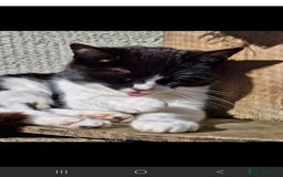 Domestic Shorthair cats for sale: Please read - Image 2