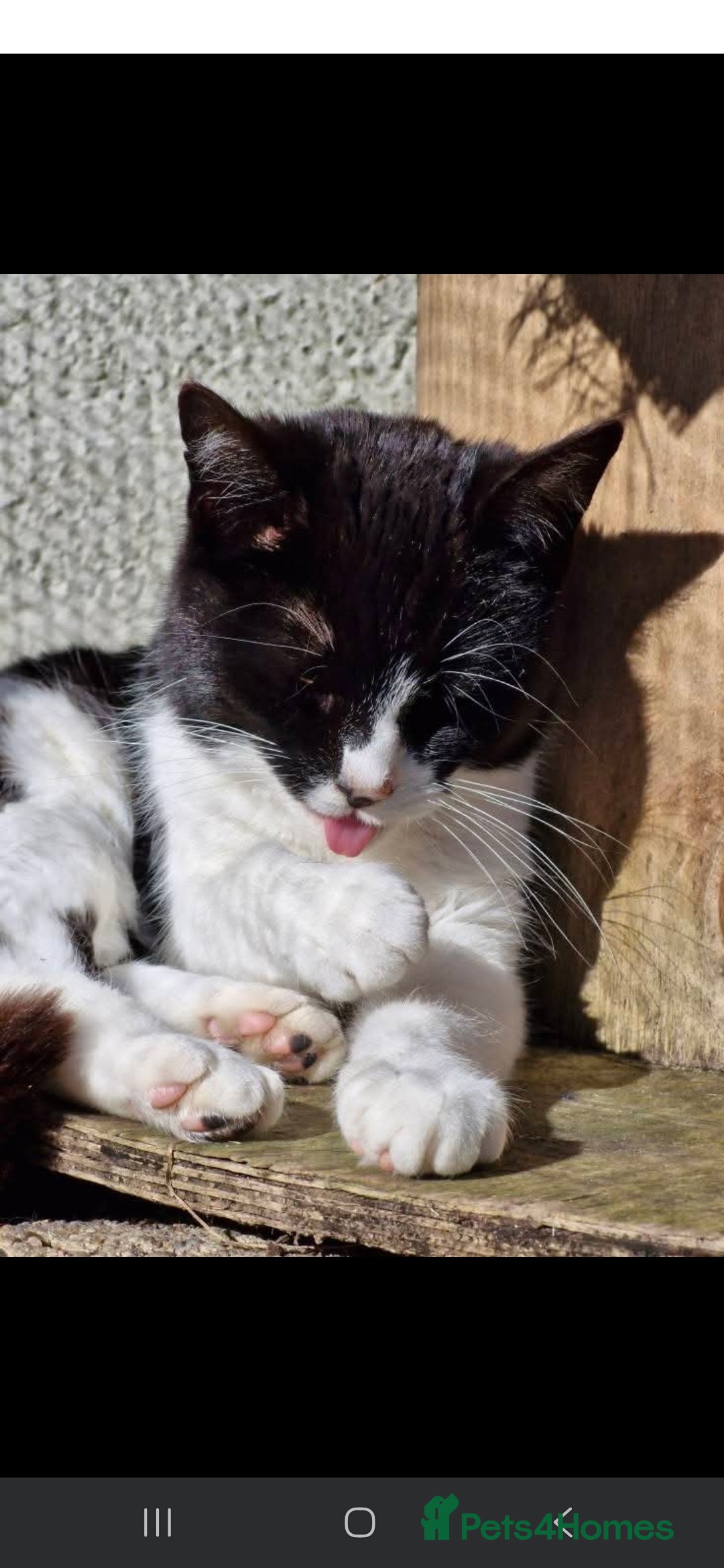 Domestic Shorthair cats for sale: Please read - Image 2