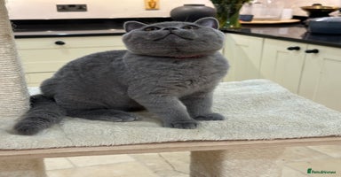 British Shorthair cats - Advert 16