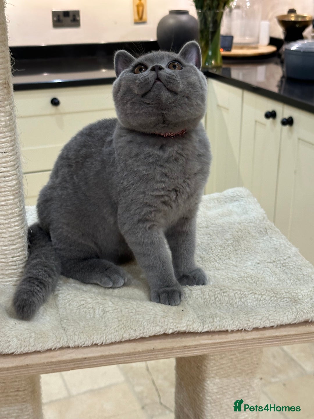 British Shorthair cats for sale: Blue British Shorthair registered Full Pedigree  - Image 2