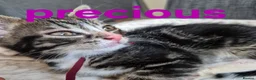 Mixed Breed cats for sale: Beautiful loved , healthy kitten's  in Bournemouth - Advert 7