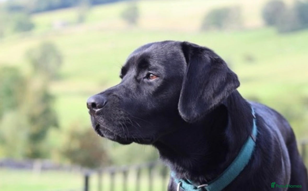 Labrador Retriever dogs KC Registered Black Labrador Stud - Advert 1