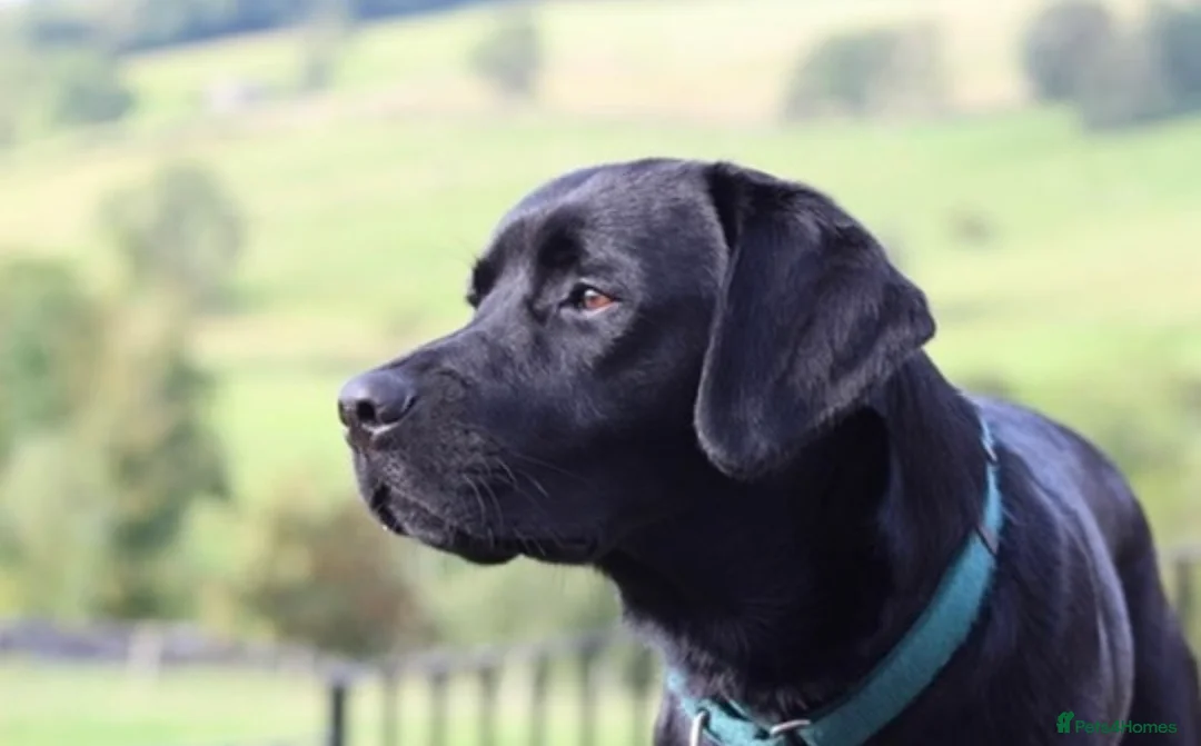 Labrador Retriever dogs for stud: Stud Available: KC Registered Black Labrador Stud - Advert 1