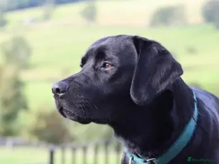 Labrador Retriever dogs Stud Available: KC Registered Black Labrador Stud - Advert 3