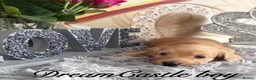 Miniature Dachshund dogs for sale: Beautiful Long Coat Miniature Dachshund Puppies in Worthing - Advert 7