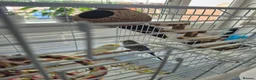 Budgerigars birds for sale: Budgies for sale in Southsea - Advert 6