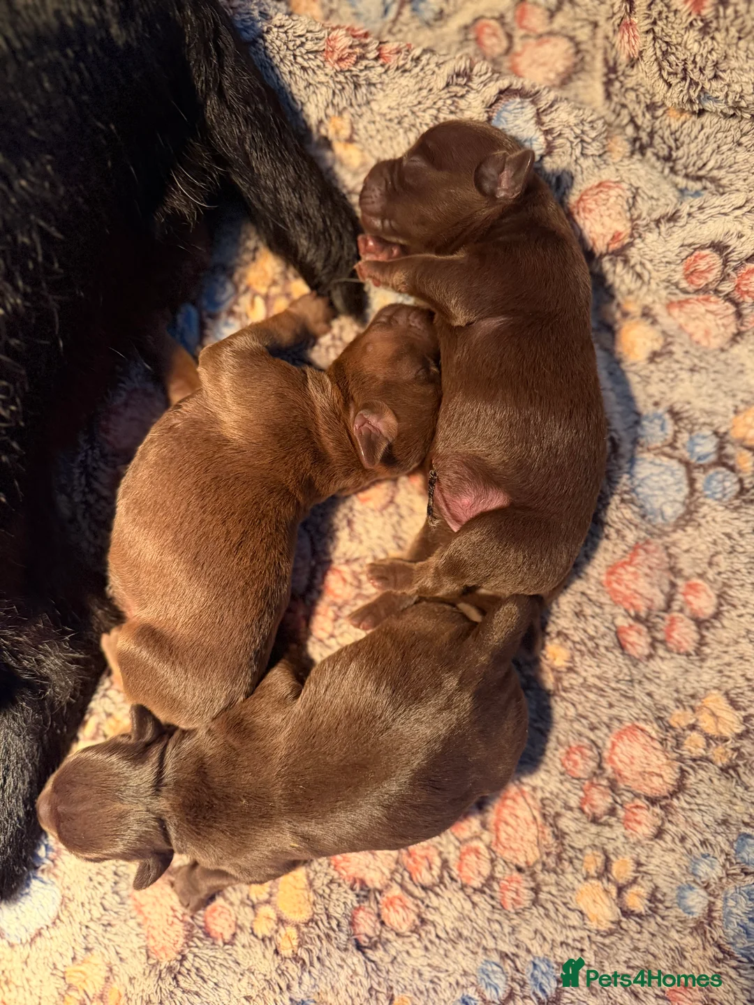 Patterdale Terrier dogs for sale: Chocolate Patterdales ready  **  weekend 🤎🐣  - Advert 6