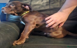 Mastiff dogs for sale: Mastiff Hybrids  - Image 5