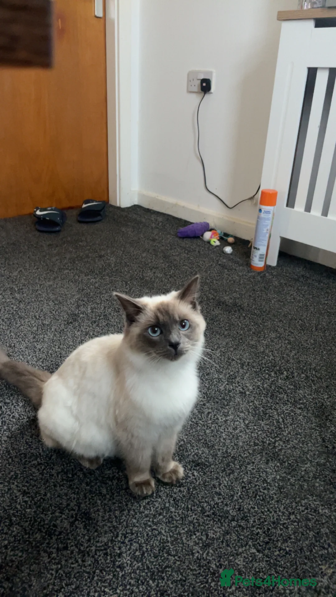 Ragdoll cats for sale: Ragdoll for sale in Bradford - Advert 2