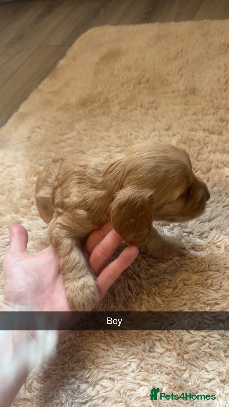 Cockapoo dogs for sale: 8 cockapoo puppys - Advert 17