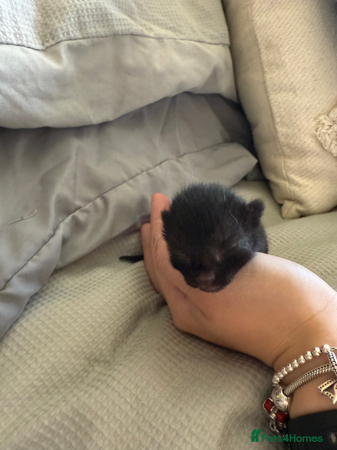 Mixed Breed cats for sale: 5 kittens  - Image 6