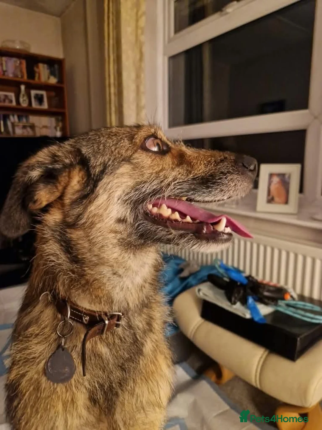 Mixed Breed dogs for adoption: Meet Penny, currently residing in Staffordshire  in Stafford - Advert 2
