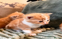Mixed Breed cats for sale: Stunning friendly ginger kittens - Image 5