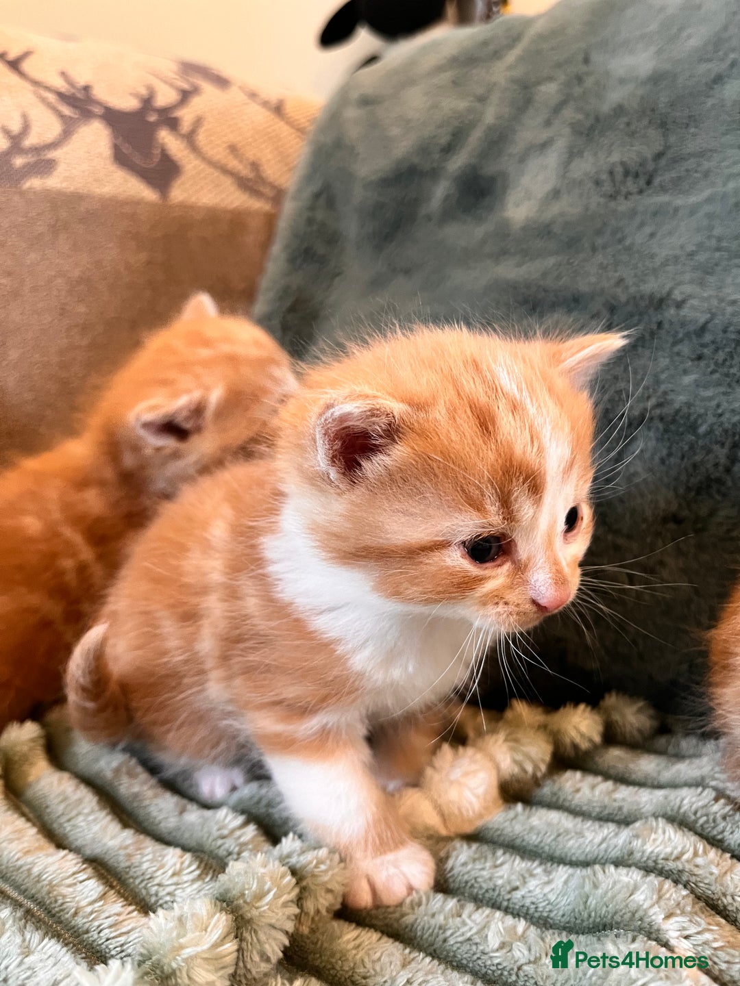 Mixed Breed cats for sale: Stunning friendly ginger kittens - Image 5