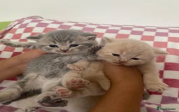 British Shorthair cats for sale: Gorgeous British shorthair kittens - Image 4