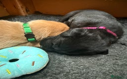 Labrador Retriever dogs for sale: Pedigree Working Lab Puppies. Ready 8th November - Image 14