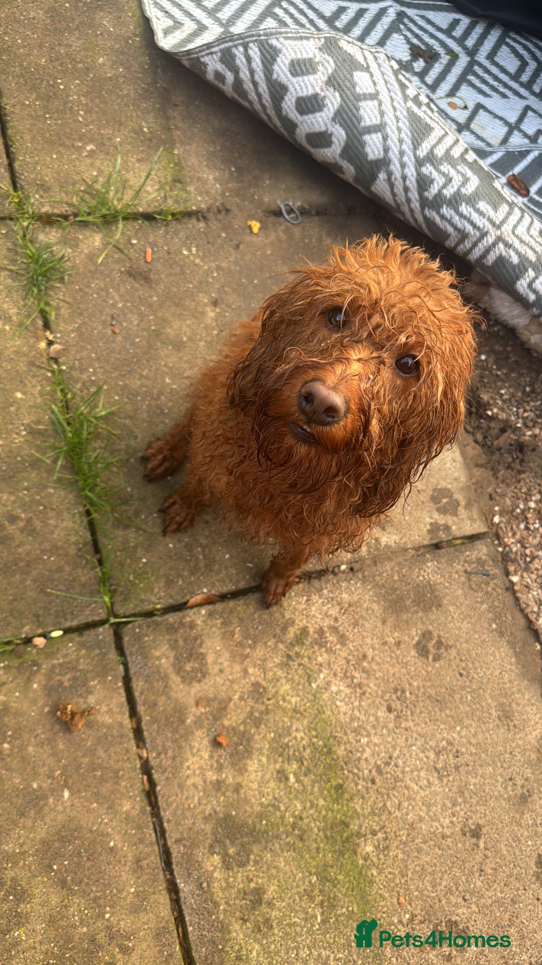 Labradoodle dogs for sale: 3 year old miniature labradoodle  - Advert 2