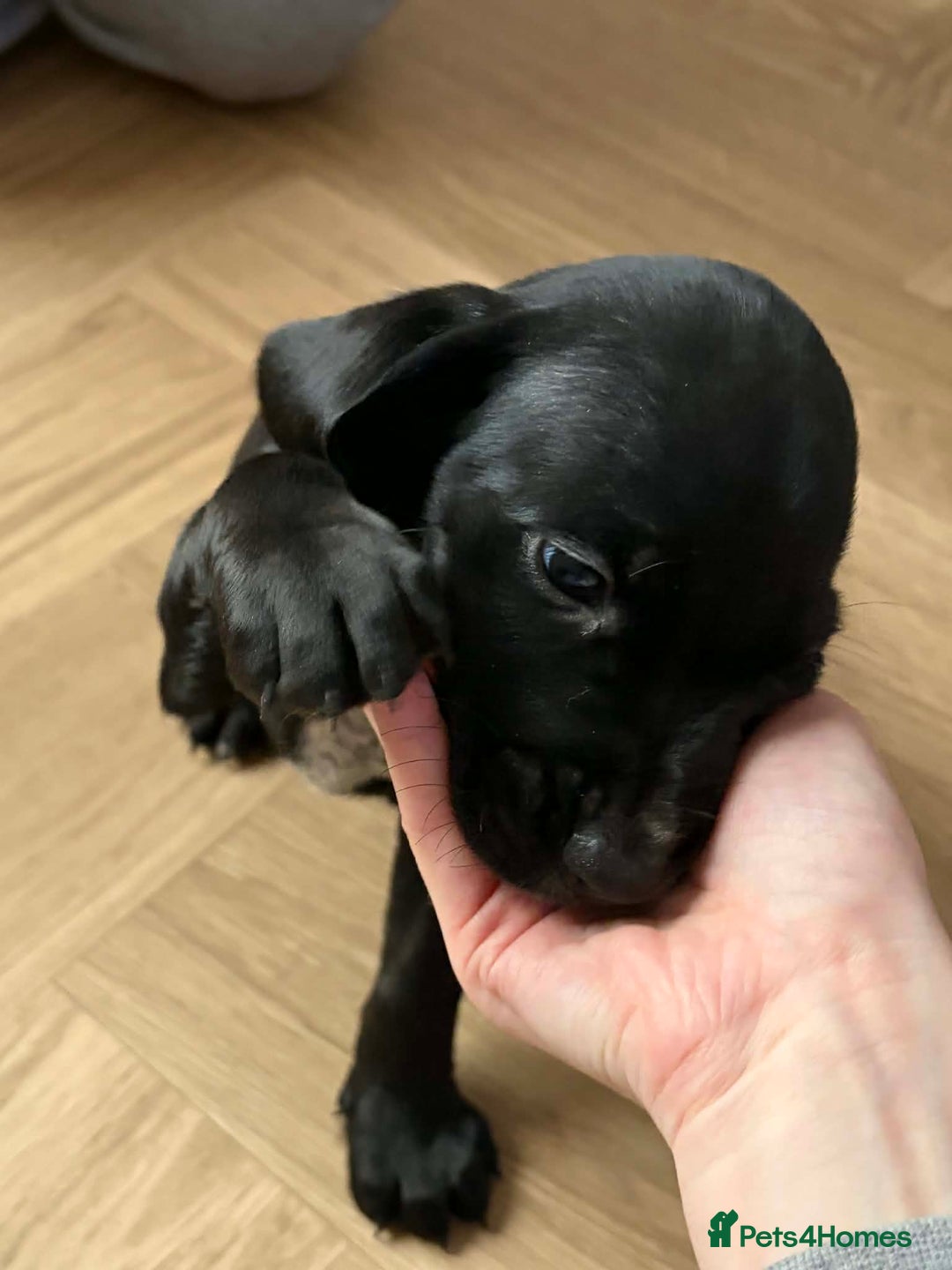 Mixed Breed dogs for sale: 9 Docker puppies - Advert 12