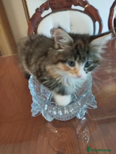 British Shorthair cats 2 Girls for sale - Advert 2