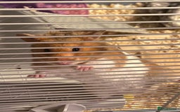 Hamster rodents for sale: Syrian hamster  - Image 1