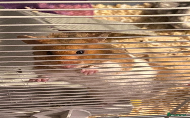 Hamster rodents - Advert 7