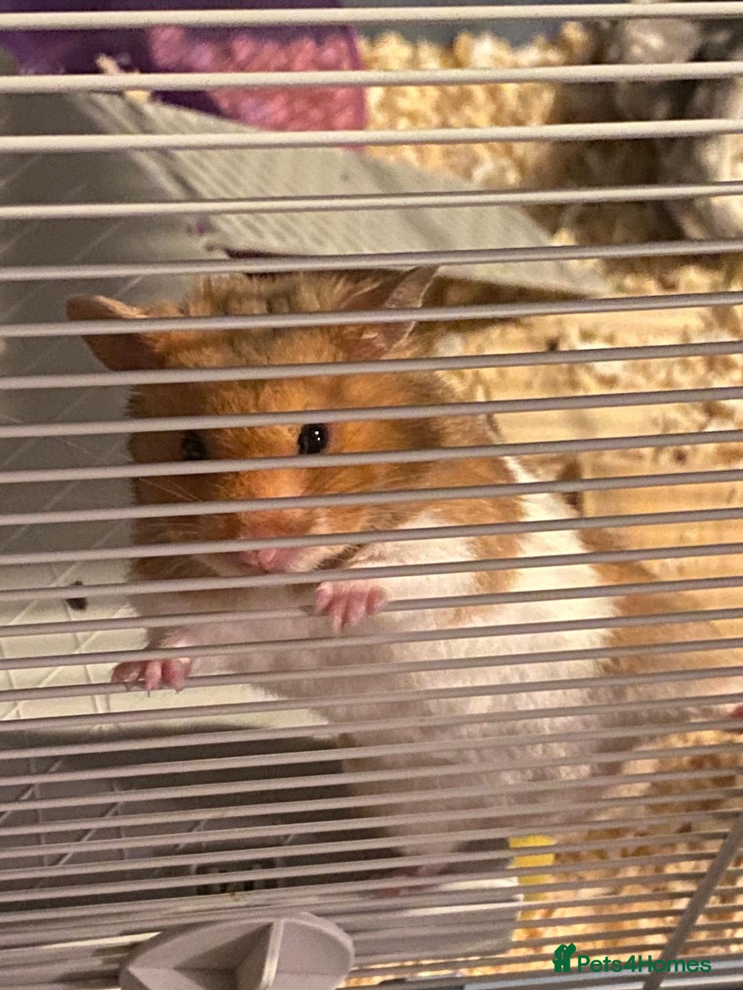 Hamster rodents for sale: Syrian hamster  - Image 1