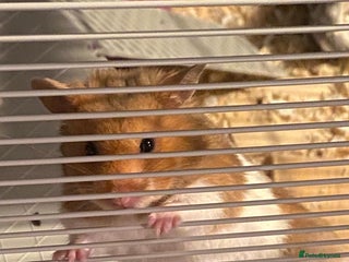 Hamster rodents Syrian hamster - Advert 10