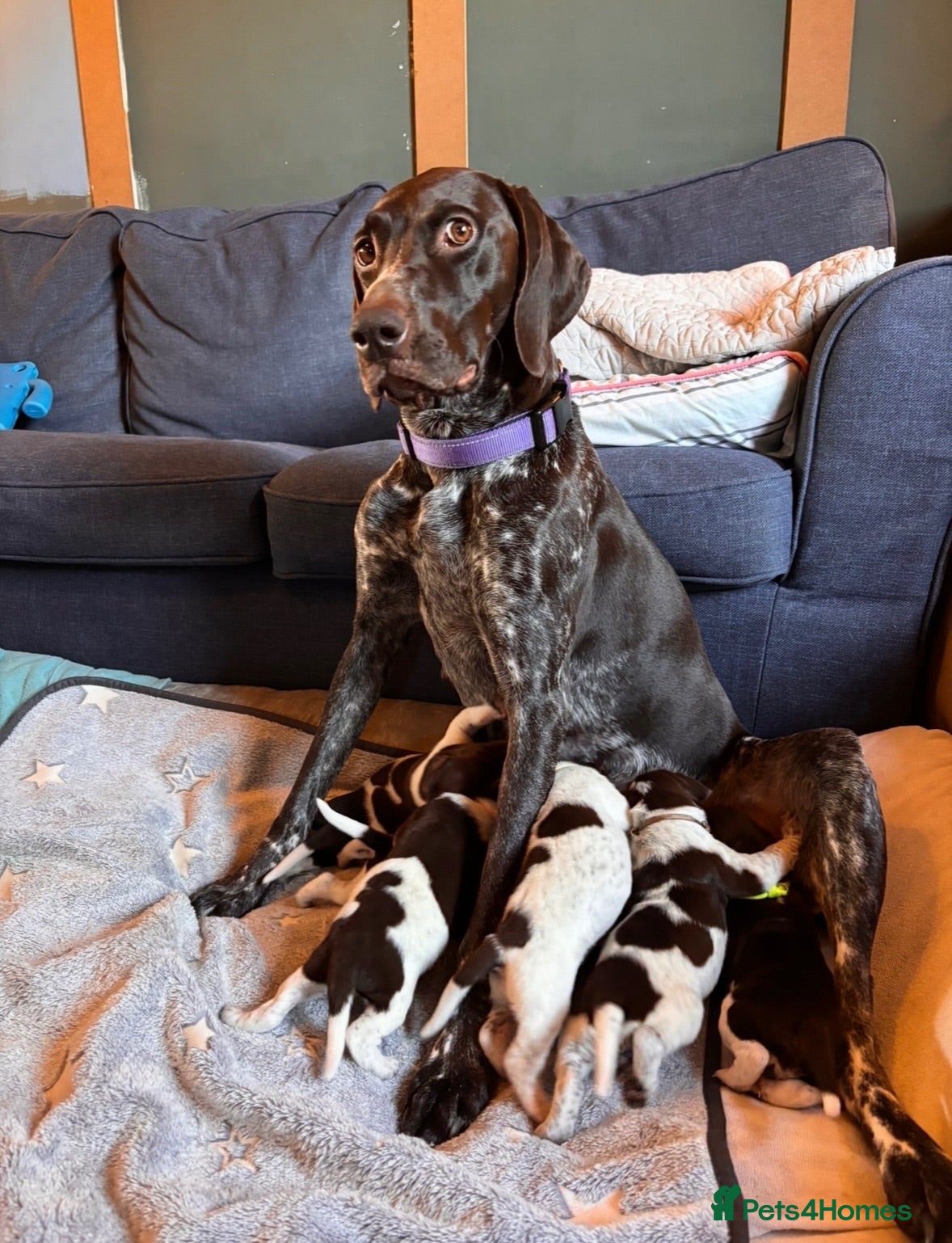 German Shorthaired Pointer dogs Beautiful KC registered GSP pups.   - Advert 2