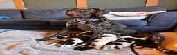 German Shorthaired Pointer dogs for sale: Healthy,Happy KC Registered GSP pups.  - Advert 4