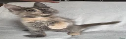Maine Coon cats for sale: Reduced! TICA Maine Coon Kittens active possible  - Advert 6