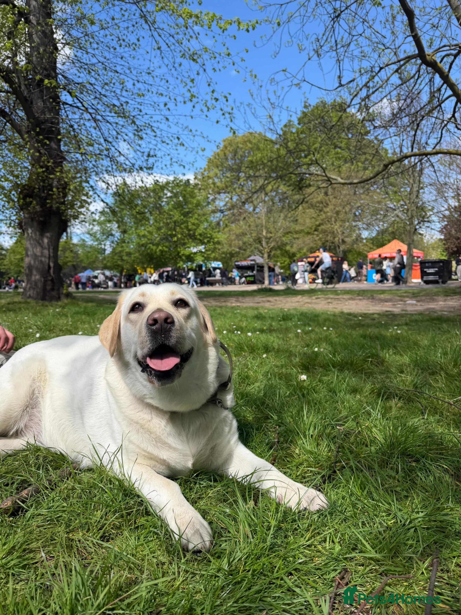 Labrador Retriever dogs Daisy 2-year-old Pedigree Yellow Labrador East Ldn - Advert 1