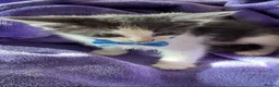Mixed Breed cats for sale: Gorgeous blue and white kittens  - Advert 2