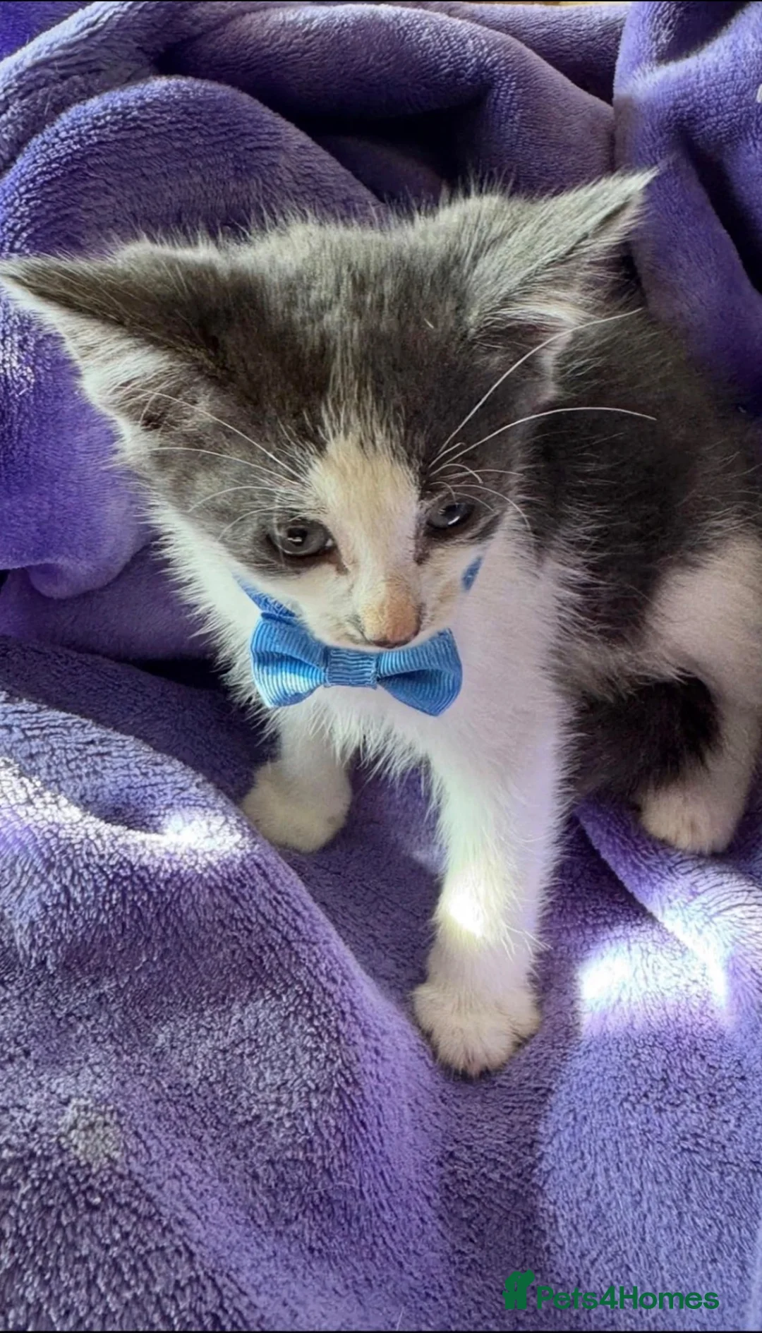 Mixed Breed cats for sale: Gorgeous blue and white kittens  - Advert 2