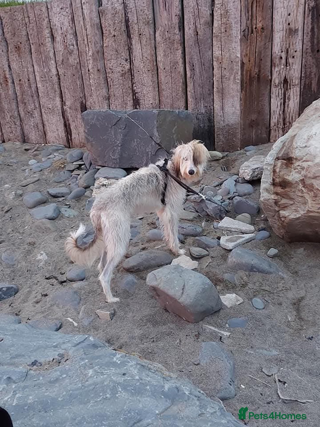 Mixed Breed dogs for sale: Saluki x - Image 5