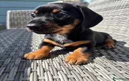 Miniature Dachshund dogs for sale: MAGNIFICENT MINIATURE DACHSHUND PUPPIES - Image 2