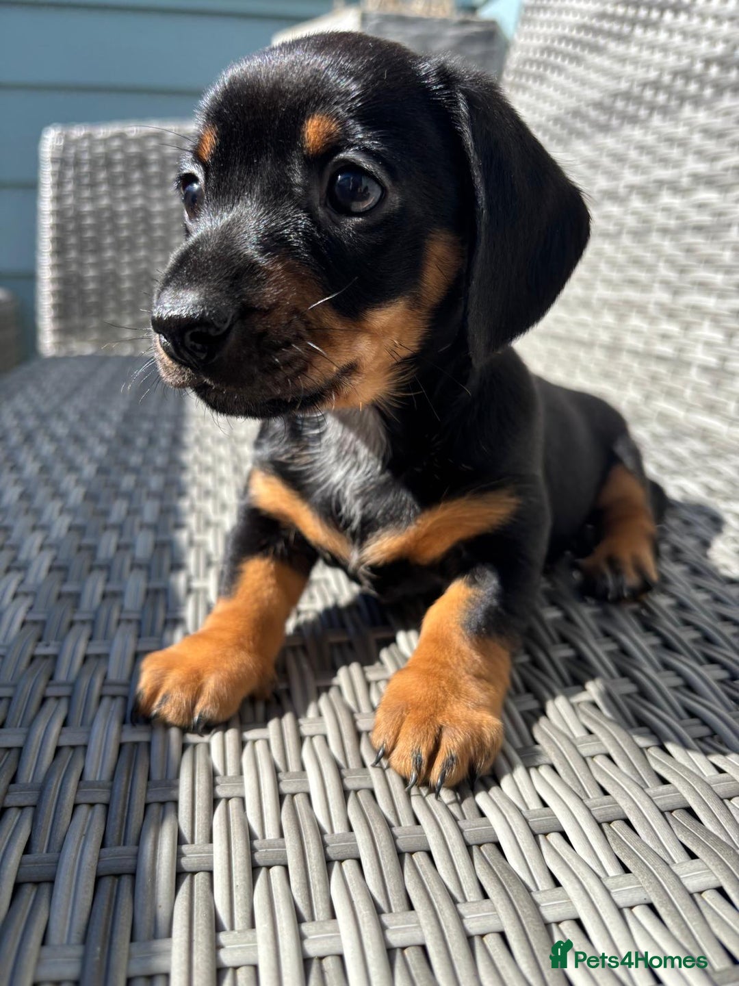 Miniature Dachshund dogs for sale: MAGNIFICENT MINIATURE DACHSHUND PUPPIES - Image 2