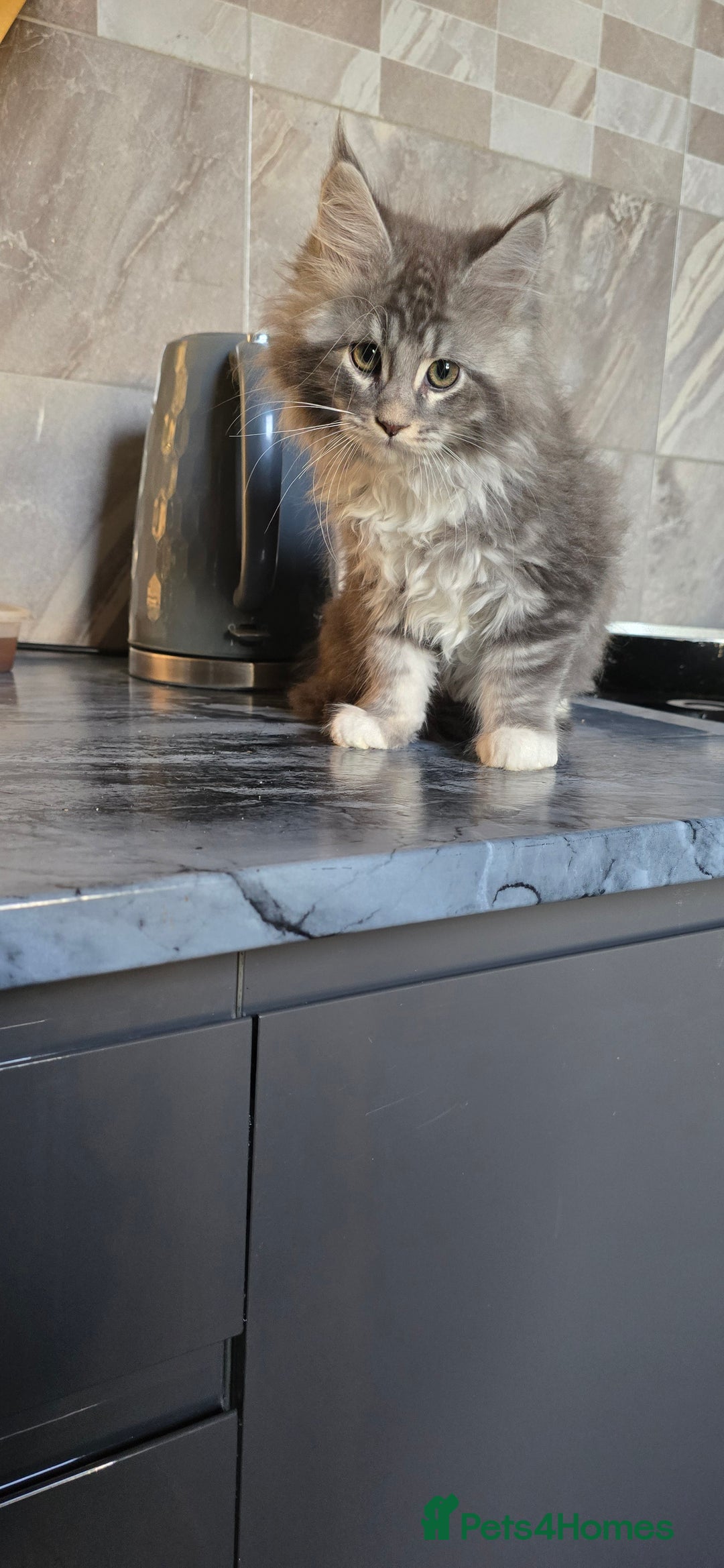 Maine Coon cats for sale: Giant maine coon kittens for sale  - Advert 2