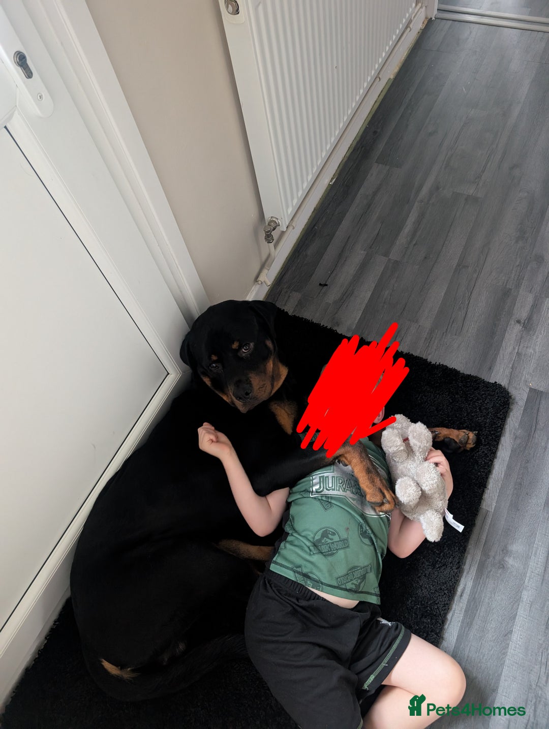 Rottweiler dogs for sale: 1 year 6 month rottweiler needs urgent rehoming - Image 9