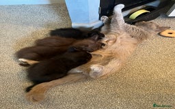 British Shorthair cats for sale: British shorthair beautiful kittens  - Image 9